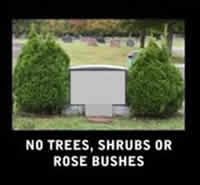 No Trees, Shrubs or Rose Bushes